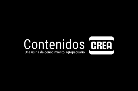 contenidos crea